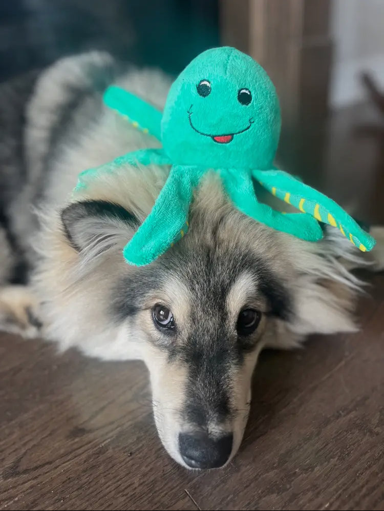 SEA TURTLE DOG (SML) TOY - Spunky Pup Clean Earth Recycled Plush 100% Sustainable